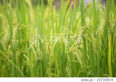 rice field 25730914