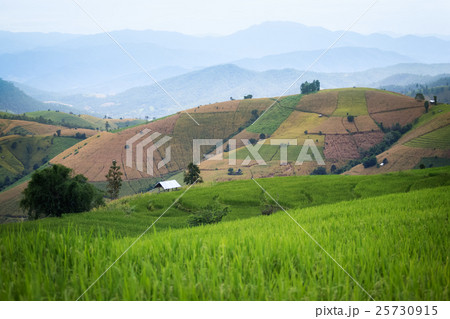 rice field scenery in Thailand rice field scenery in Thailand 25730915