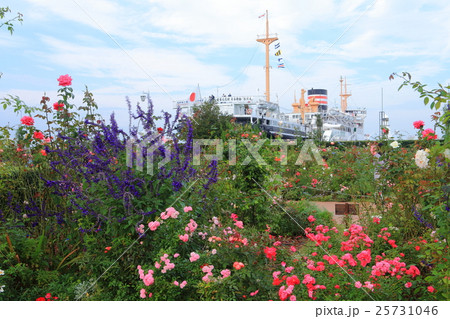 山下公園のバラ 25731046