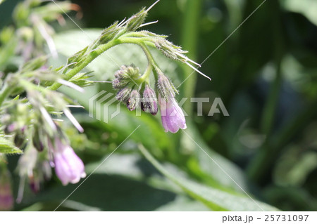 ヒレハリソウ 25731097