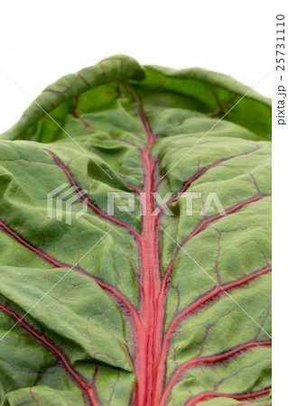 フダンソウ: Chard 25731110