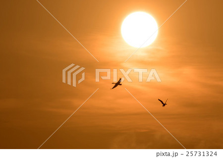 朝日とマガン 朝日とマガン 25731324