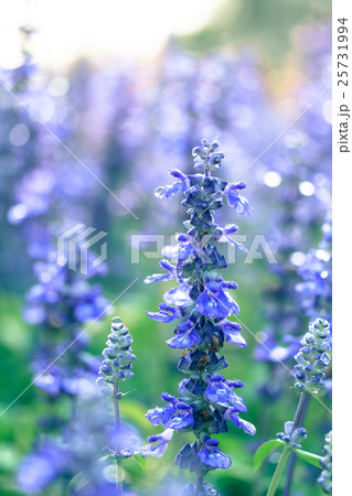 blue salvia flower  25731994