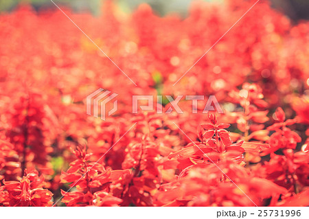red salvia flower 25731996