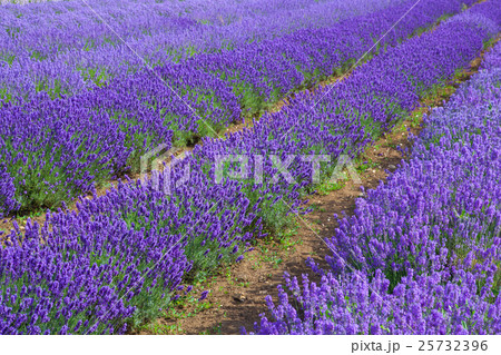 Lavander fields in Heacham,Great Britain. Lavander fields in Heacham,Great Britain. 25732396