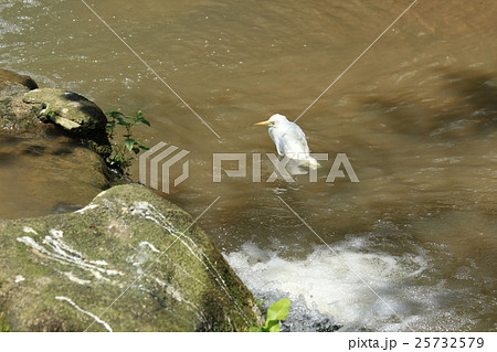 水中のシロサギ（マレーシア）-Egret in Malaysia 25732579