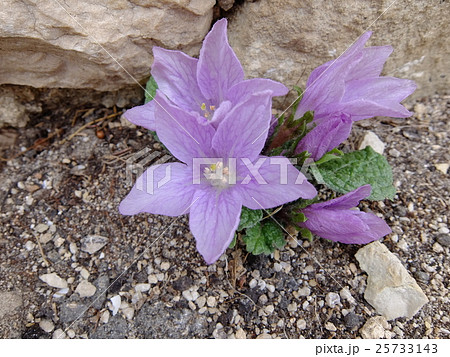マンドレイク 花 の写真素材