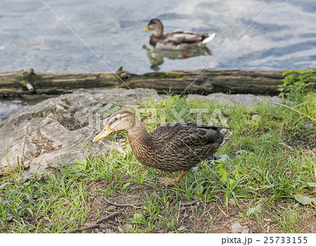 Wild ducks on lake Bled in Slovenia Wild ducks on lake Bled in Slovenia 25733155