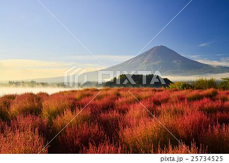 コキア紅葉と富士山、早朝 コキア紅葉と富士山、早朝 25734525