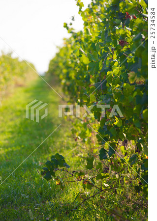 green wineyard background 25734584