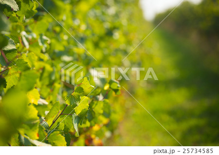 green wineyard background 25734585