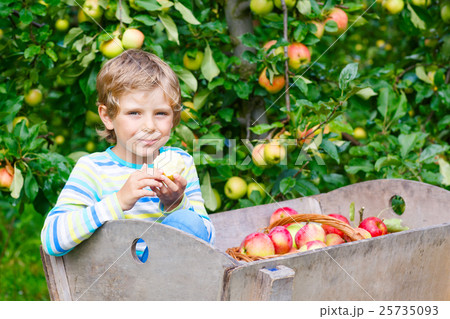 Little kid boy picking red apples on farm autumn Little kid boy picking red apples on farm autumn 25735093
