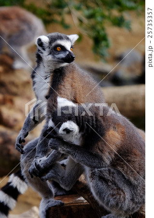 ワオキツネザル ワオキツネザル 25735357