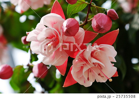 フクシア 25735508