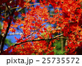 紅葉 25735572
