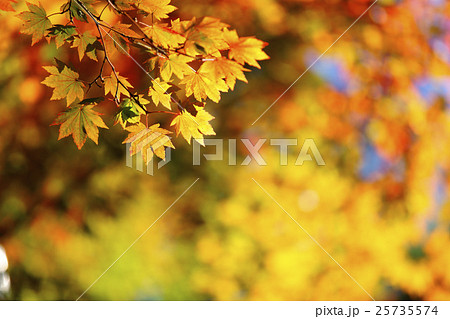 紅葉 25735574
