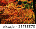 紅葉 25735575