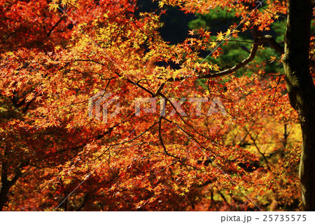 紅葉 25735575