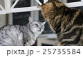 睨む猫 25735584