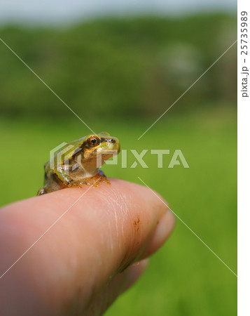 指乗りカエルの写真素材