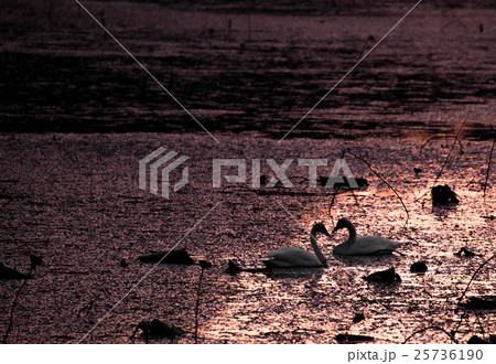 朝日に染まる白鳥 朝日に染まる白鳥 25736190