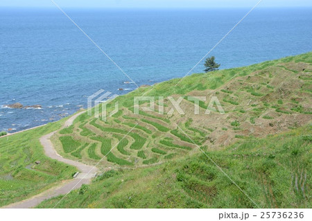 石川県 白米千枚田 石川県 白米千枚田 25736236
