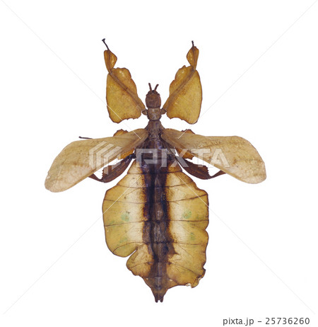 コノハムシ コノハムシ 25736260