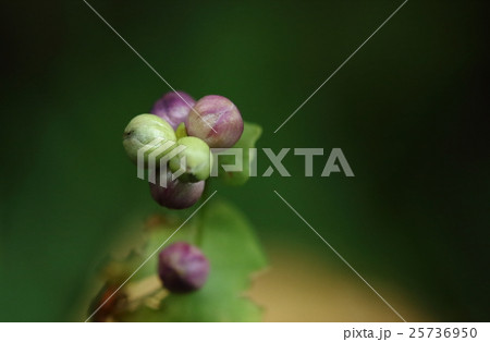 自然 植物 イシミカワ、果実は花被が変形したものだそうで色は緑色から紫を経て藍色に変わります 自然 植物 イシミカワ、果実は花被が変形したものだそうで色は緑色から紫を経て藍色に変わります 25736950