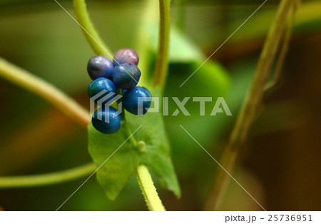 自然　植物　イシミカワ、同属のミゾソバなどはきれいな花が目立ちますがこちらは実が目立ちます 25736951