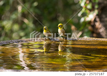 水場の小鳥 25737187