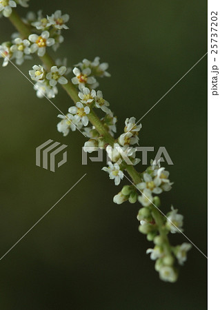 自然 植物 ヌルデ 雌雄異株の木 雄花雌花とも白い花ですがこちらは雌花ですの写真素材