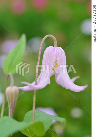 クレマチス 25737309