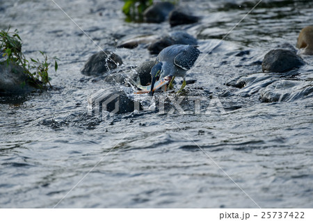 ササゴイ オイカワ漁 ササゴイ オイカワ漁 25737422