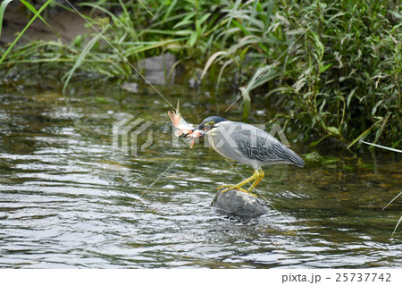 ササゴイ オイカワ漁 ササゴイ オイカワ漁 25737742