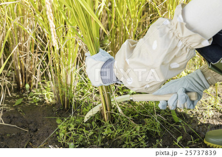 女性稲刈り手元 25737839
