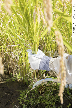 女性稲刈り 25737845