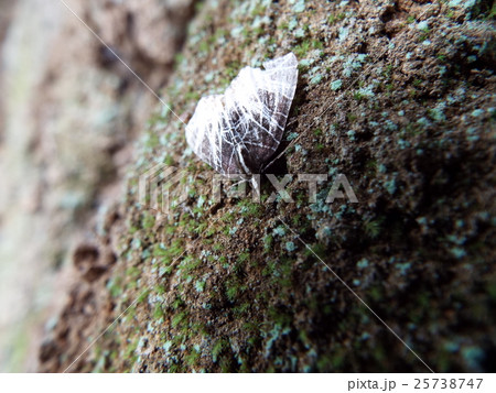 25738747
