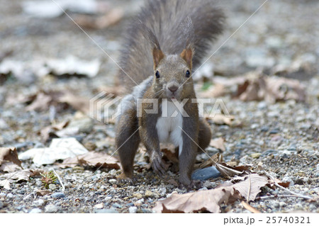 エゾリス 25740321