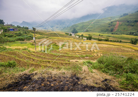 Rice terrace in Sa Pa, Vietnam 25741224