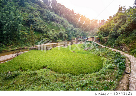 Green rice field in Cat Cat village, Sapa, Vietnam 25741225