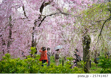 京都府立植物園の枝垂れ桜 25741467
