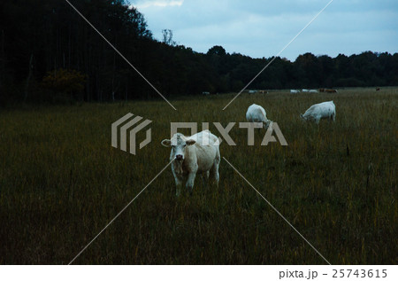 White young cows by late evening White young cows by late evening 25743615