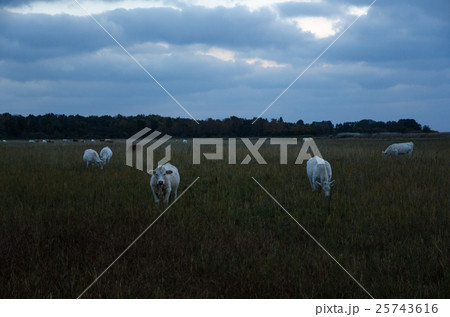White cattle herd at dusk 25743616