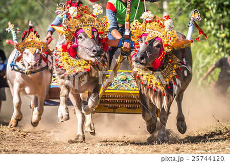 Traditional Bali buffalo race known as Makepung Traditional Bali buffalo race known as Makepung 25744120