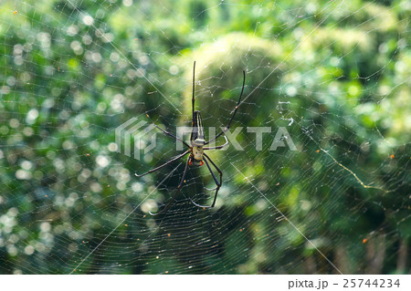 台湾 新北市 八里 25744234