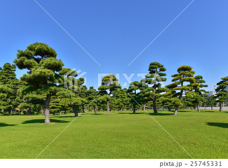 皇居の松の木の庭の写真素材