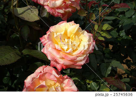 黄色からピンクのグラデーション薔薇の写真素材