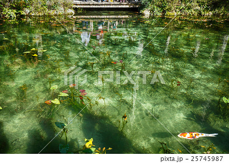 モネの池(岐阜県関市) モネの池(岐阜県関市) 25745987