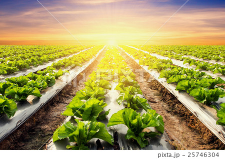 lettuce plant on field vegetable and agriculture 25746304