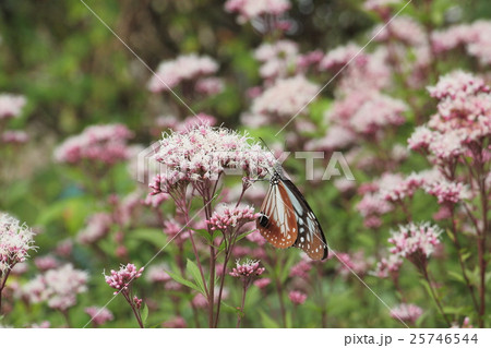 フジバカマとアサギマダラ フジバカマとアサギマダラ 25746544